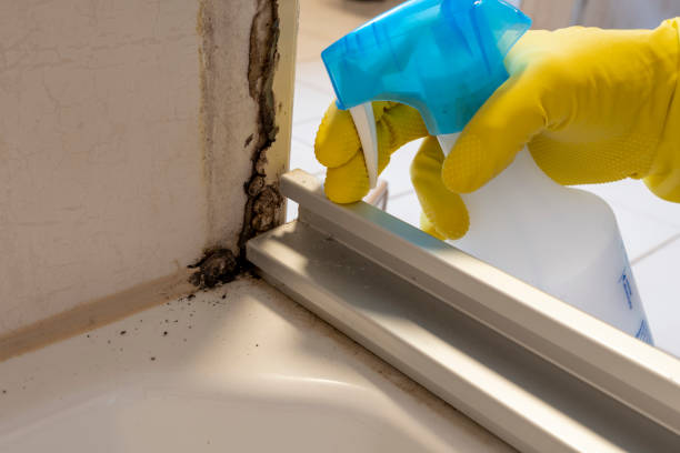 Best Mold Damage Repair  in Brookfield, WI