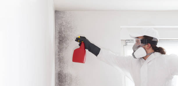 Best Home Mold Removal  in Brookfield, WI