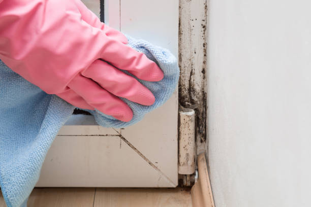 Best Mold Remediation  in Brookfield, WI